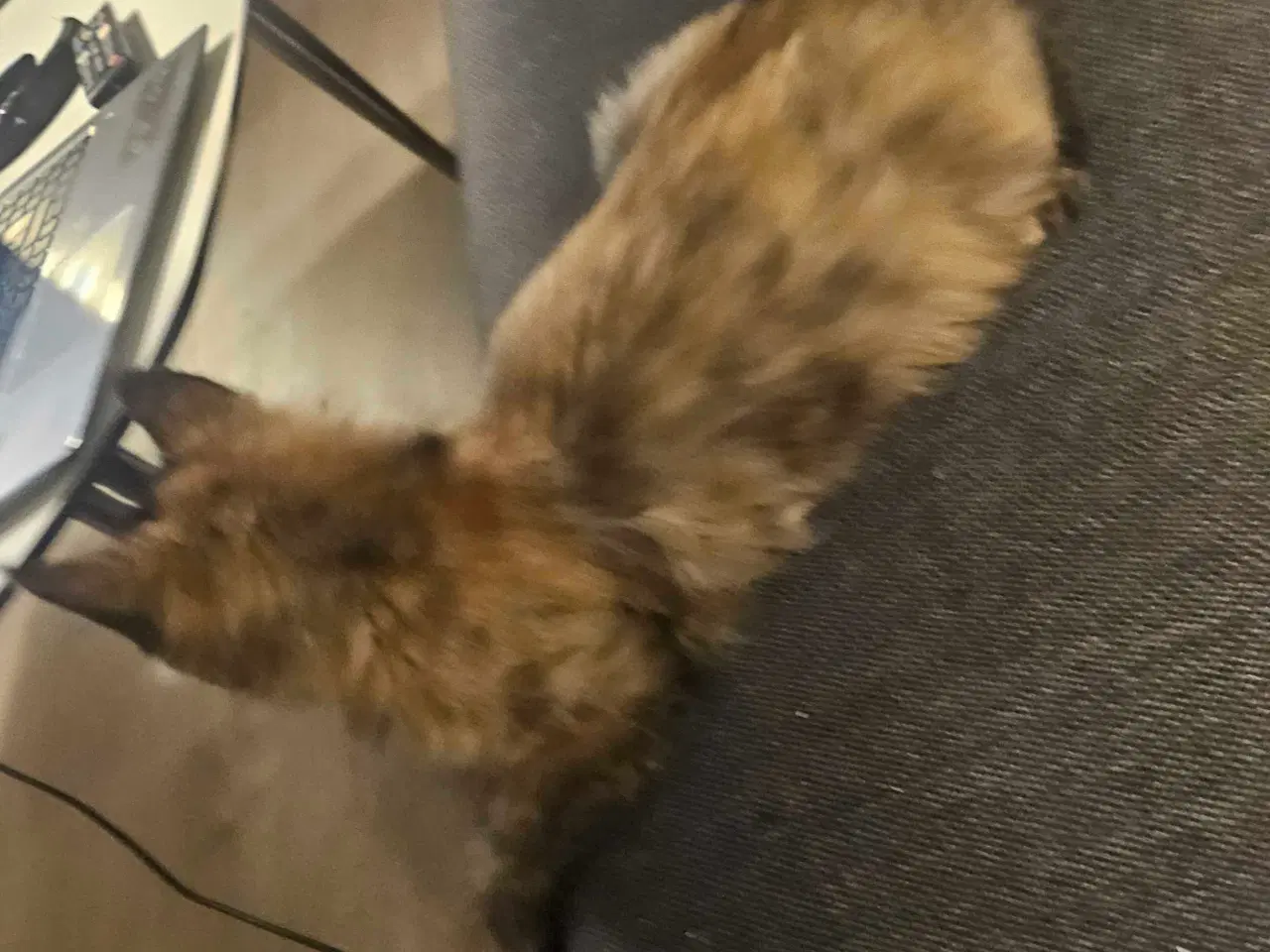 Billede 5 - Maine coon killing uden stamtavle