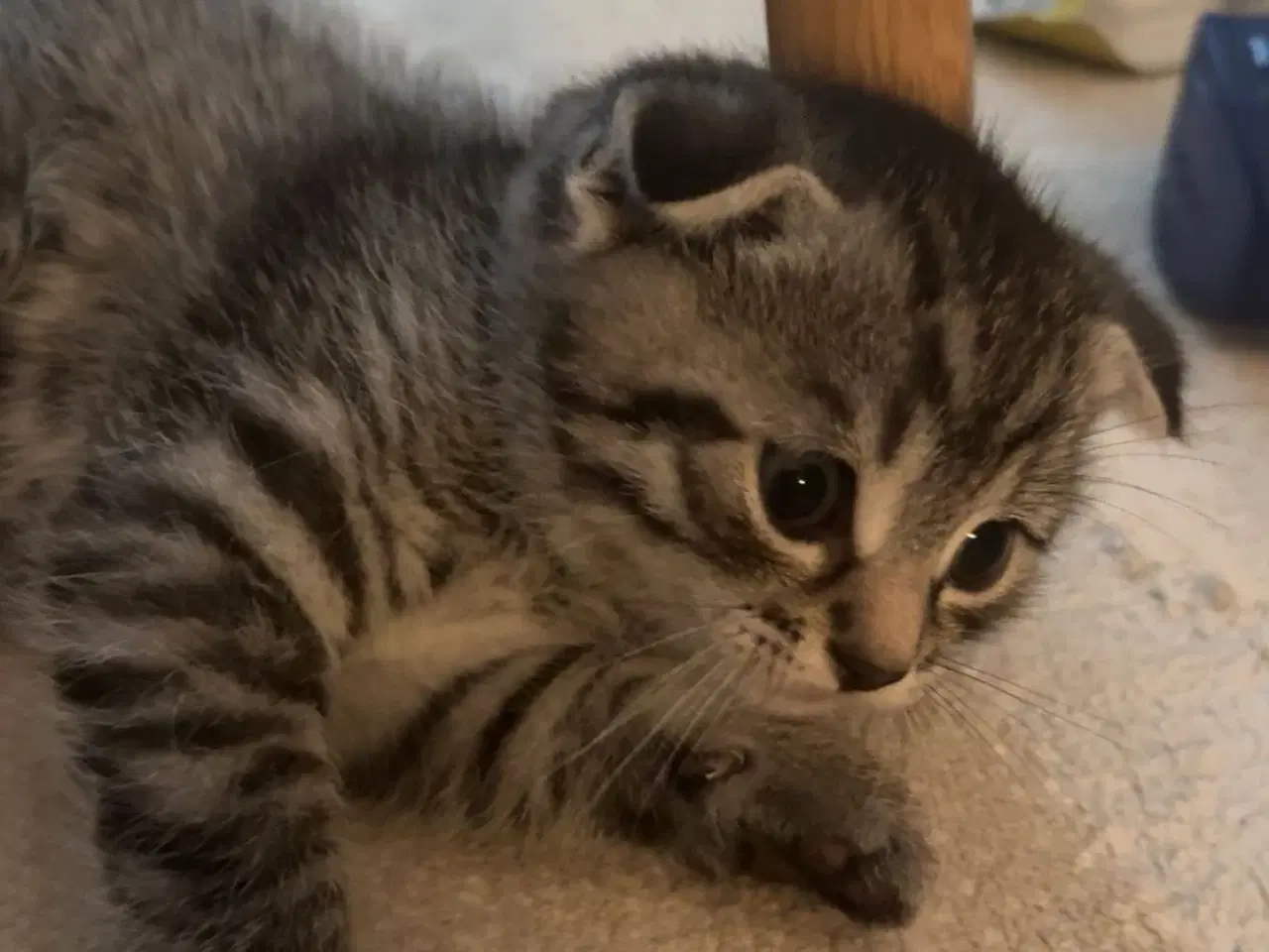 Billede 1 - Sød Killing 