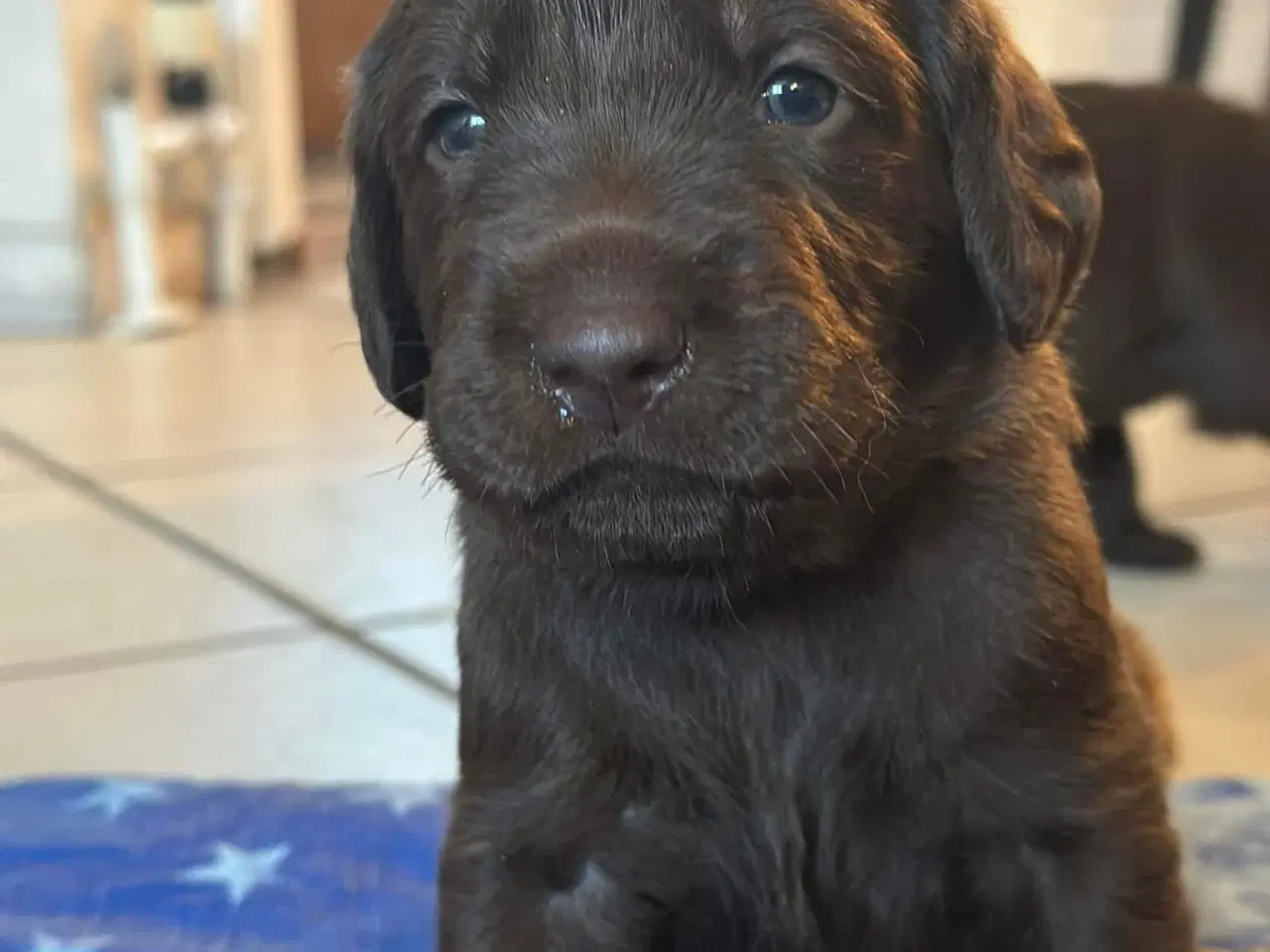 Billede 4 - Brune Labradoodle