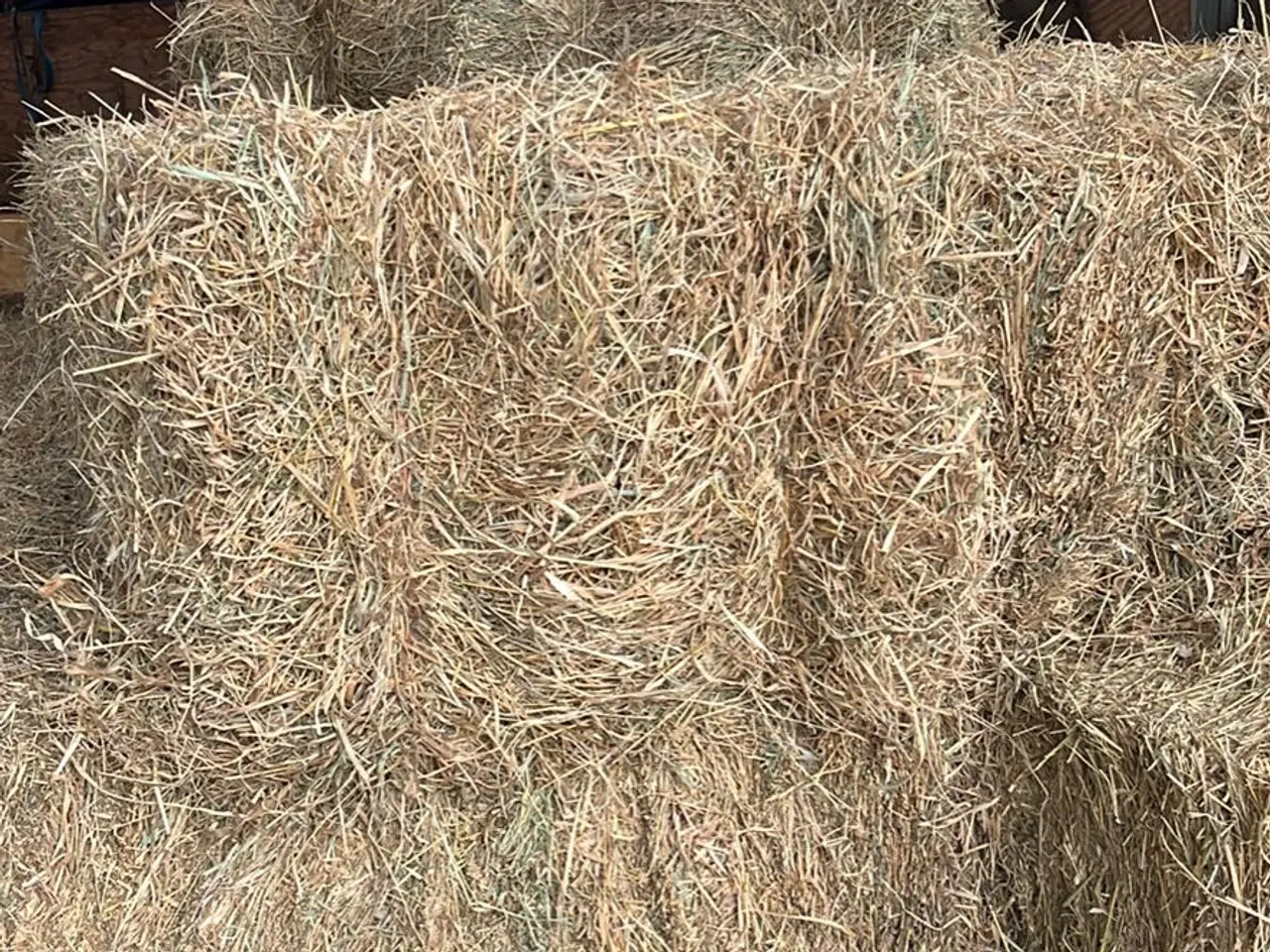 Billede 1 - Øko Fiberhø i rundballer & wrappet hø i Rundballer