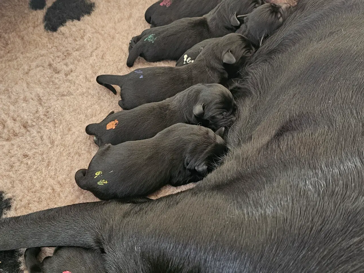 Billede 3 - Labrador Retriever jagthvalpe med DKK stamtavle –