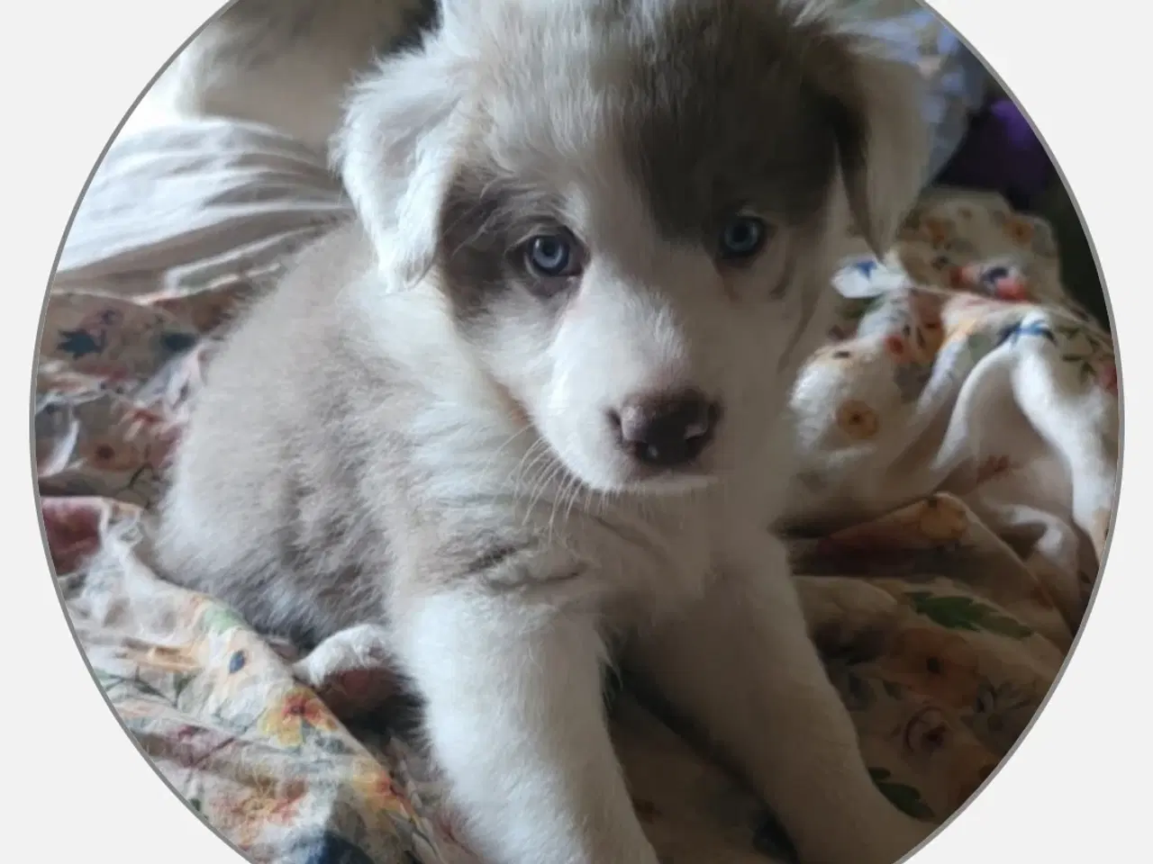 Billede 14 - Border collie/ Australien Shepherd mix