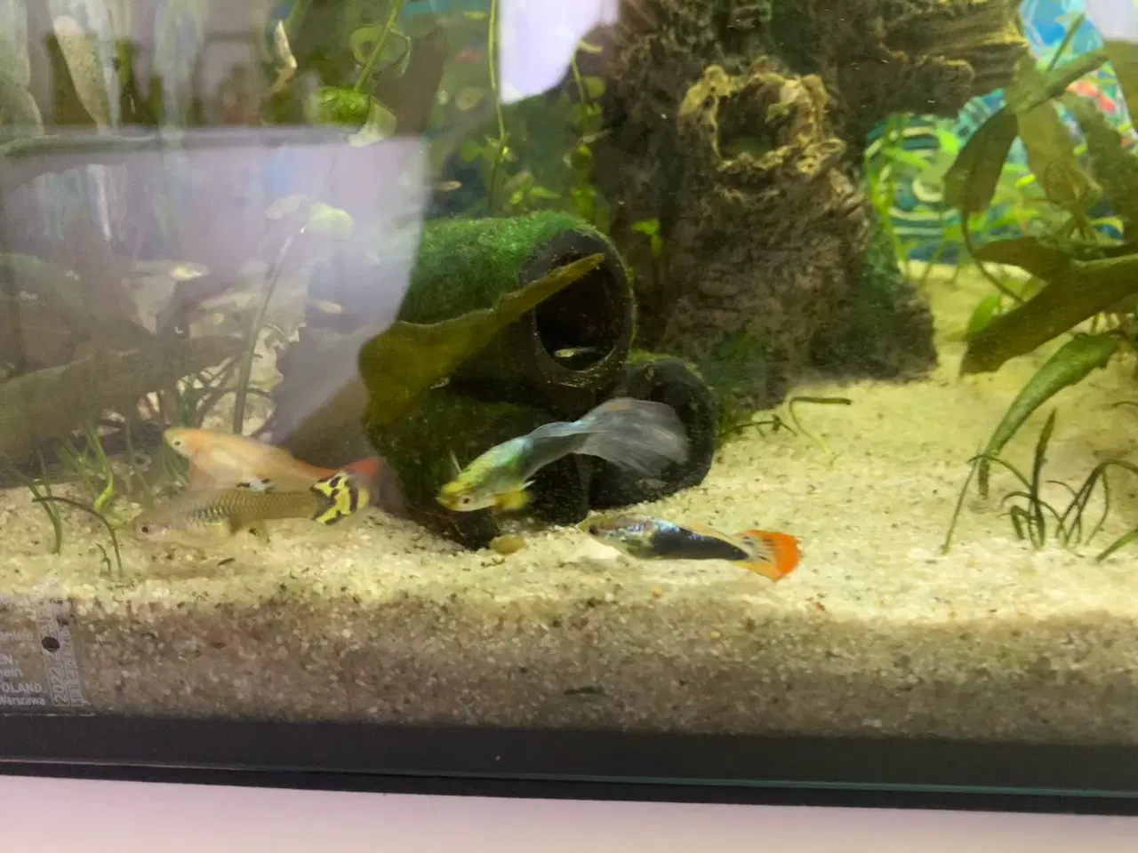 Billede 4 - Guppy/endlers mix yngel