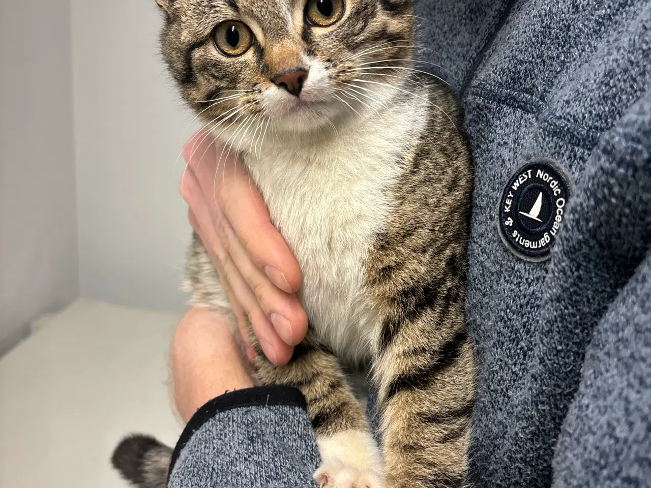 Billede 1 - Kat,4 mdr 18 dage