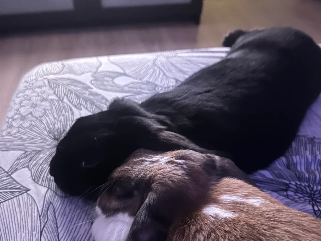 Billede 6 - 2 kaniner gives væk “GRATIS”