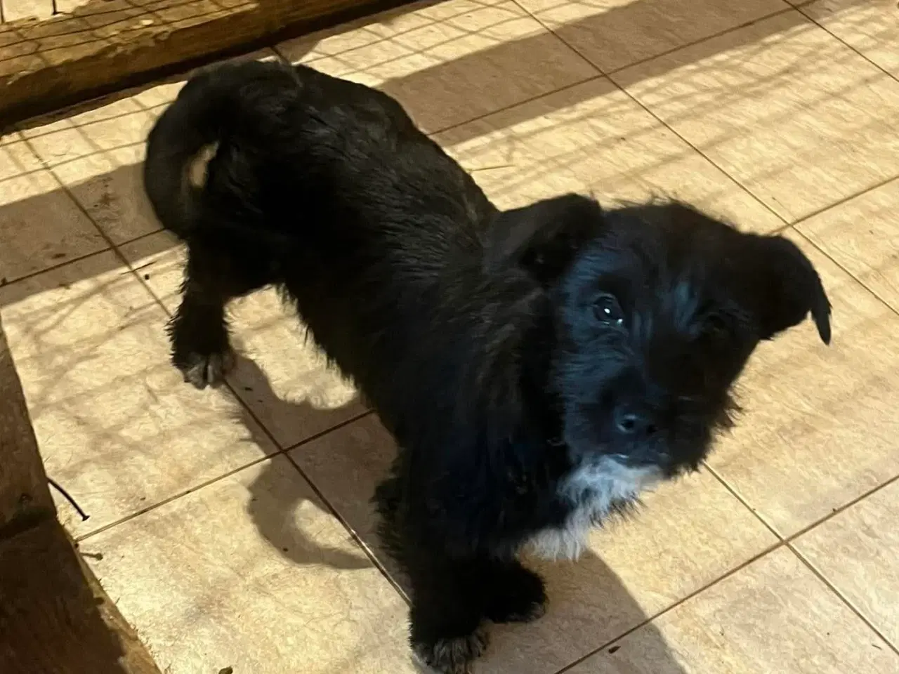 Billede 4 - Asta basta søger hjem 