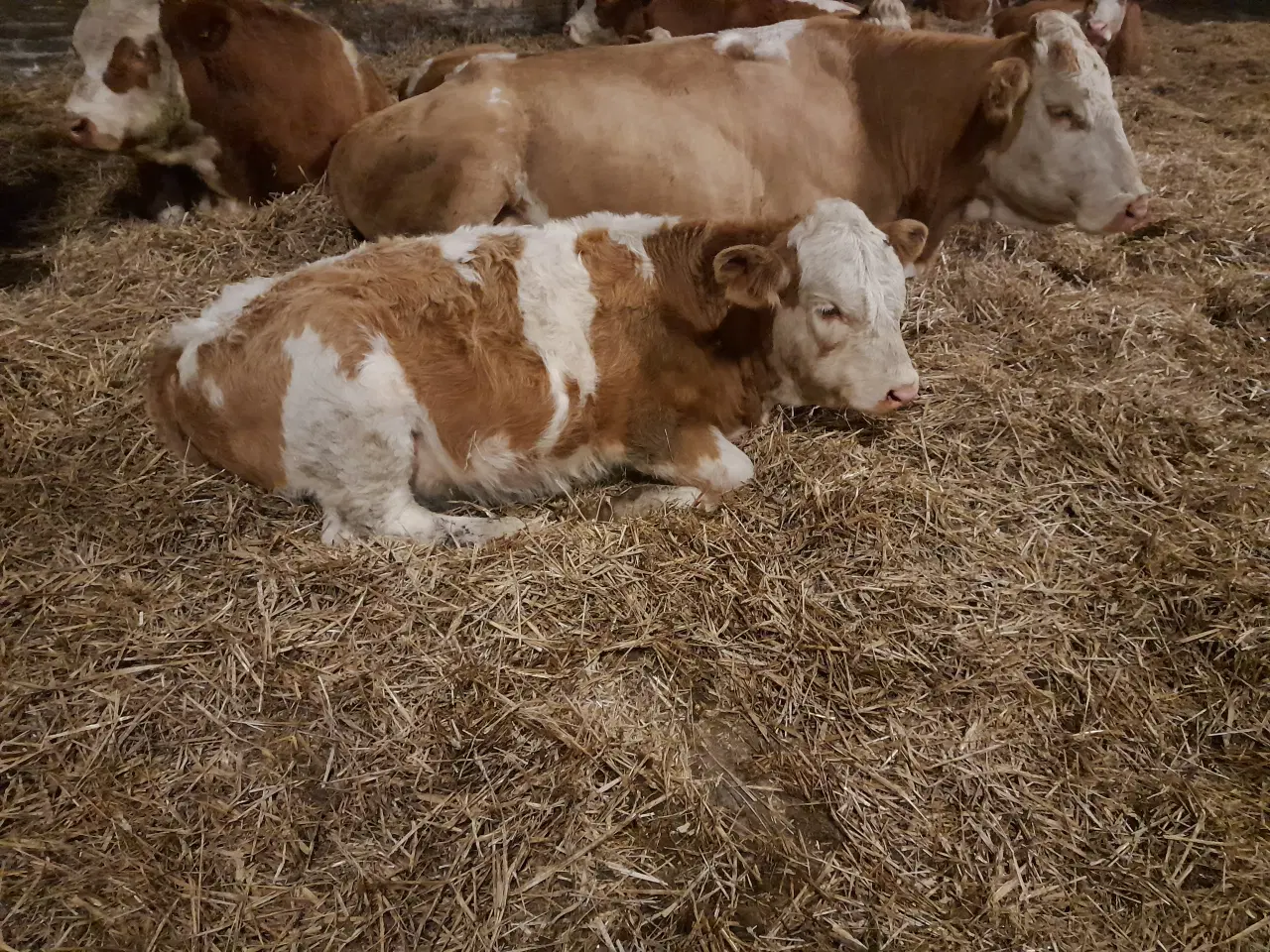 Billede 3 - Simmentaler kalve