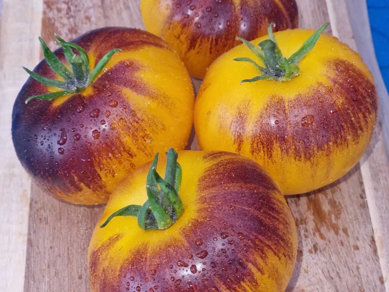 Billede 6 - TOMATFRØ - 300 sorter!!