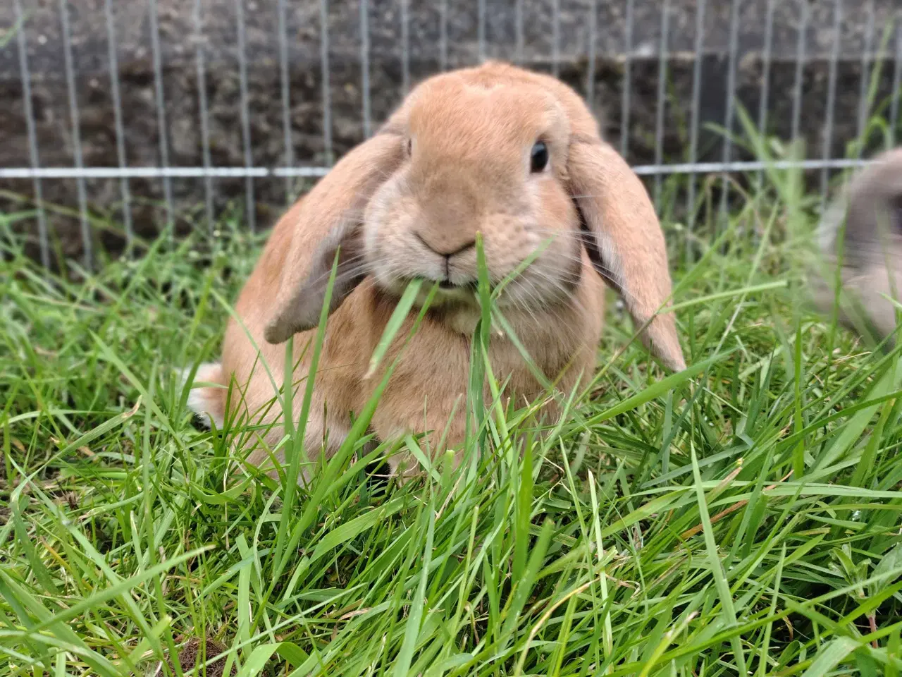 Billede 2 - Fri-Kanin 2 år ☘️