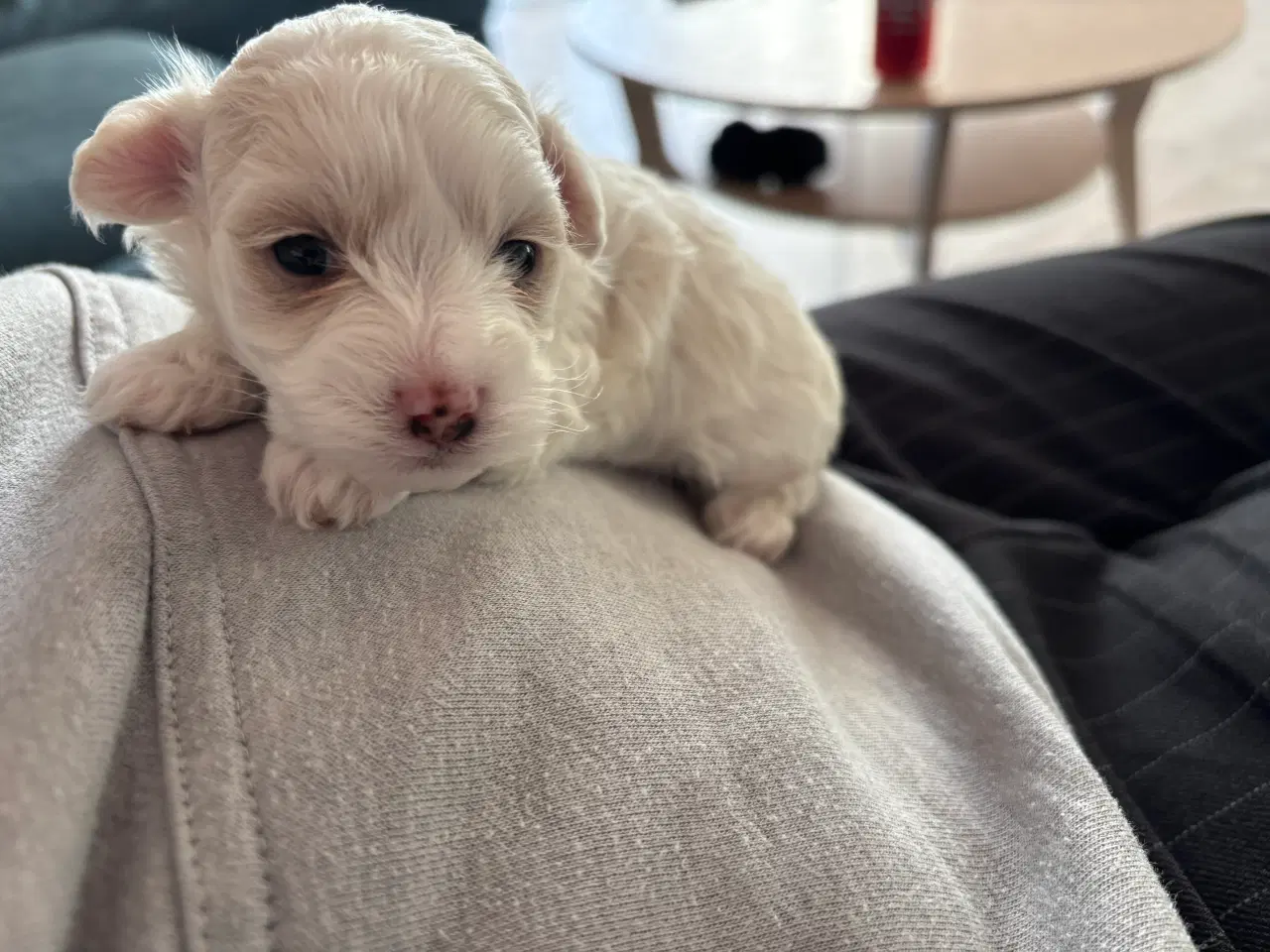 Billede 5 - Malteser/ Maltipoo