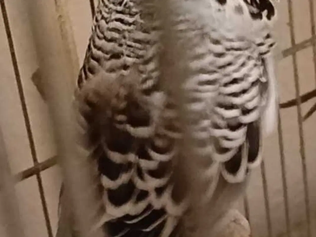 Billede 2 - Engelsk undulat han 