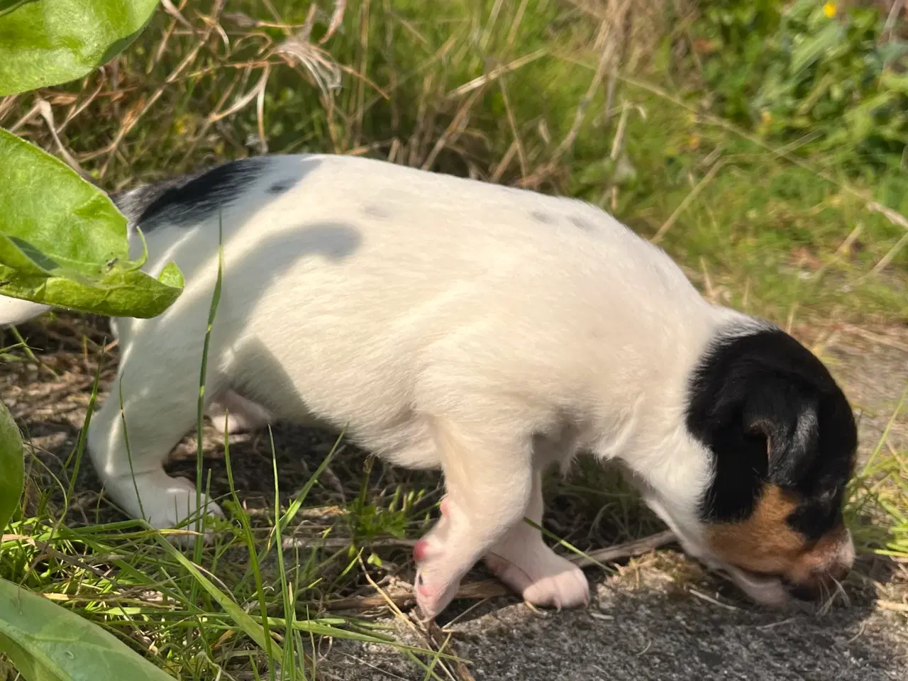 Billede 14 - Dansk-svensk gårdhund