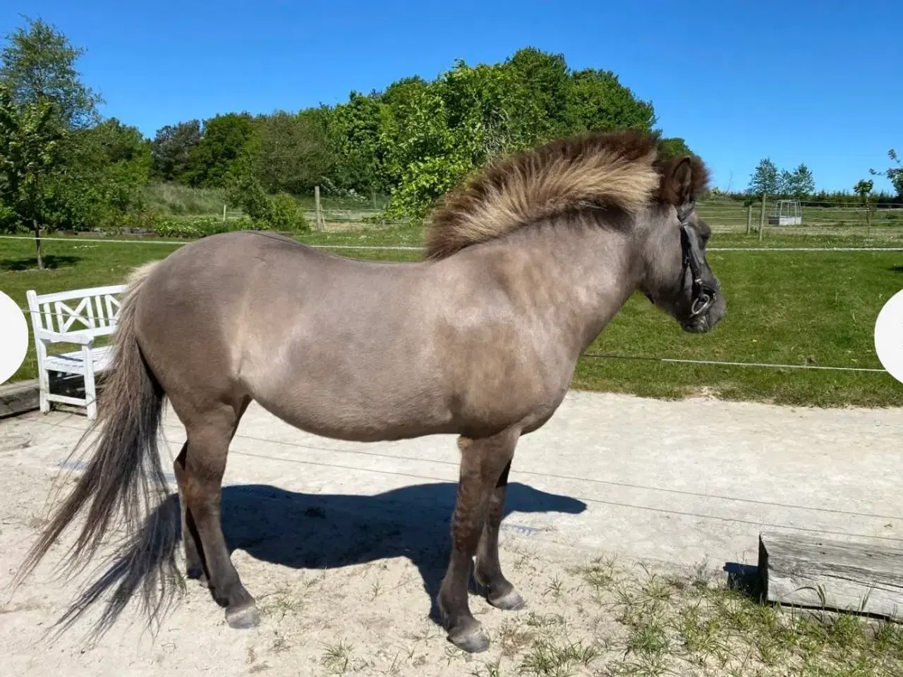 Billede 5 - Smuk sortblak hoppe