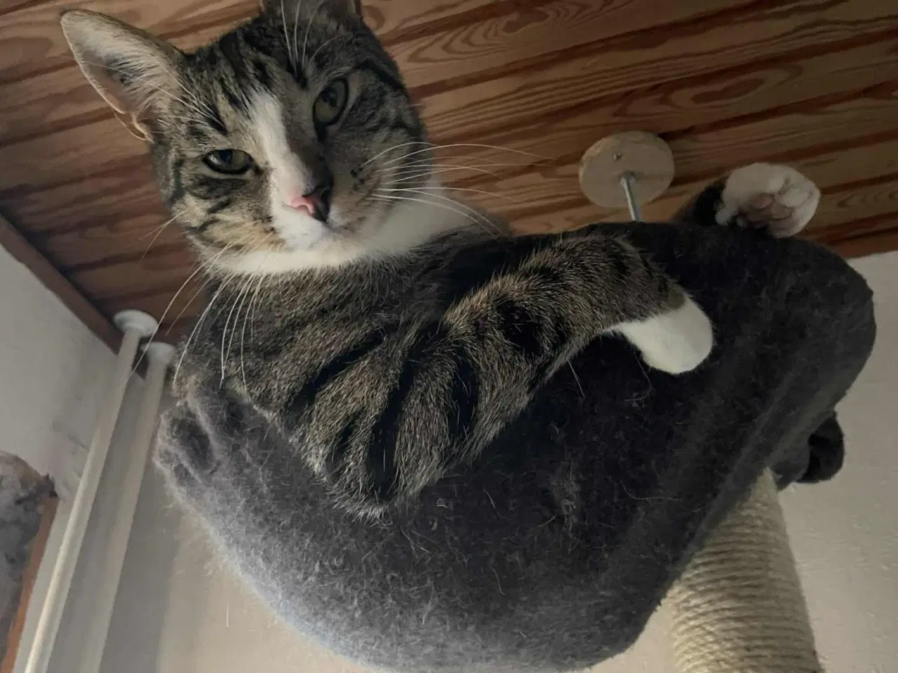 Billede 1 - Opflaskede, kastrerede hankatte