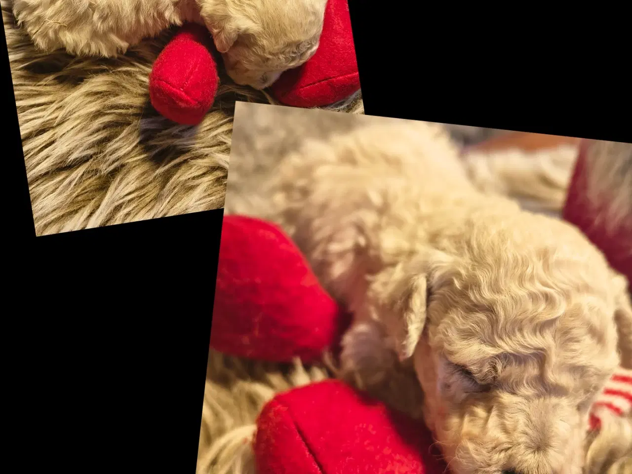 Billede 2 - Mellem puddel 3 uger