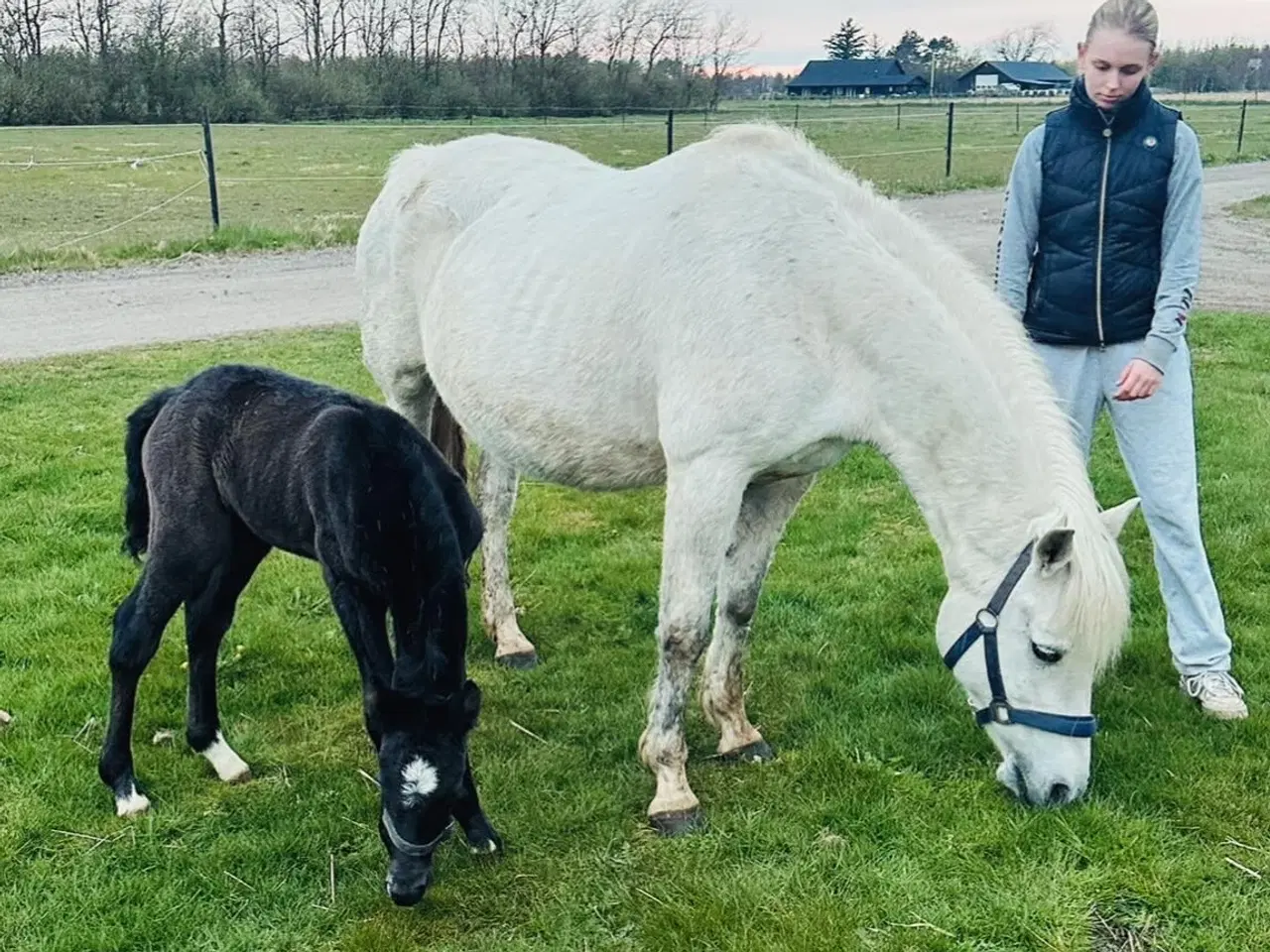 Billede 5 - Pony Hingst 