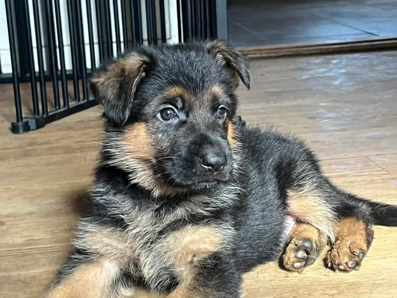 Billede 6 - Schæfer hvalpe (drenge)