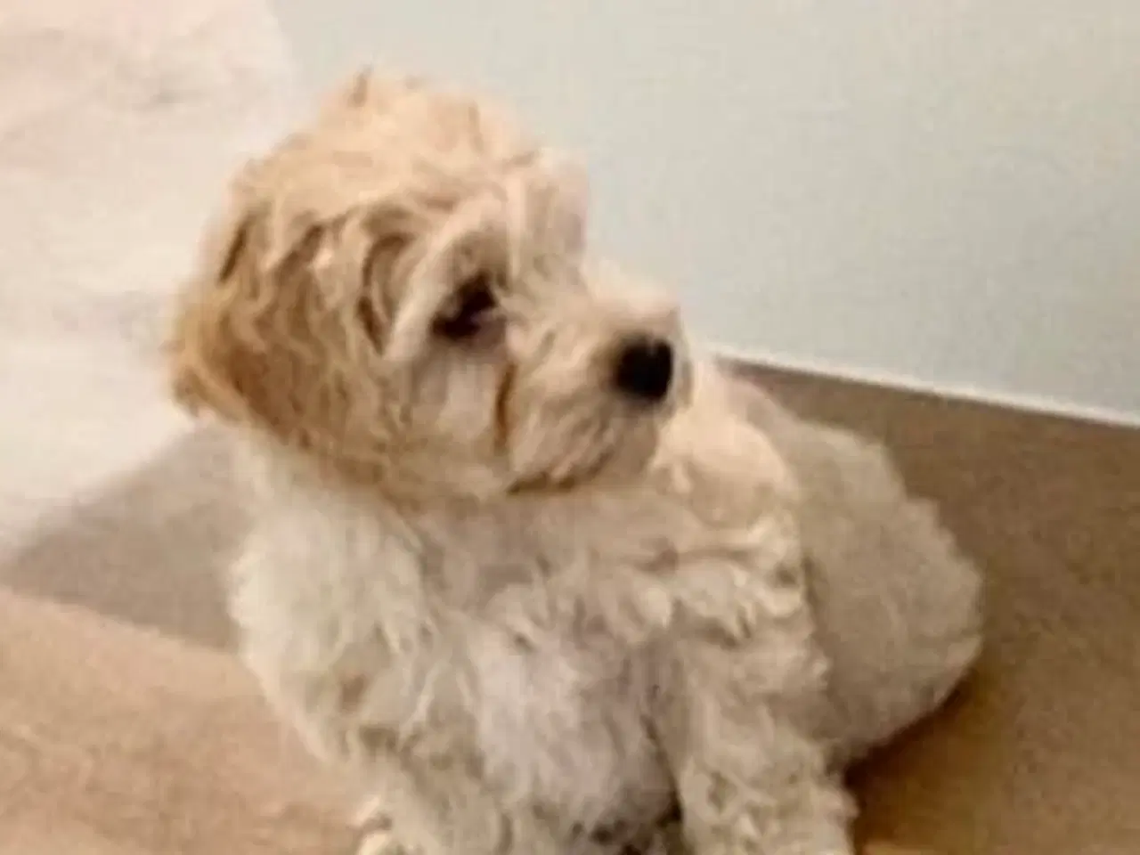 Billede 5 - Maltipoo hvalp 