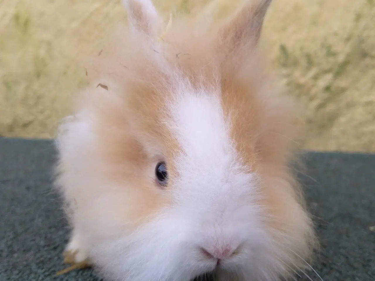 Billede 2 - Hun Teddy Løvehoved hun unge