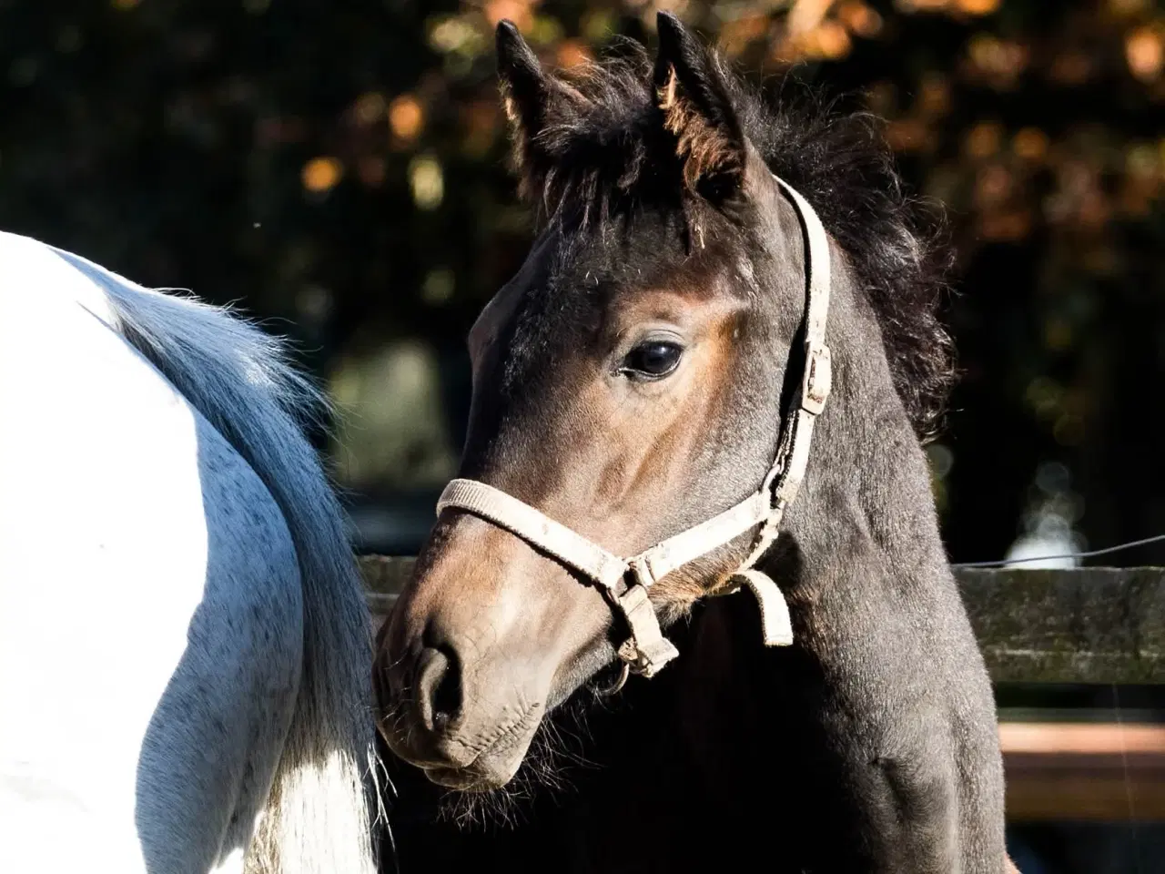 Billede 1 - herligt oldenborg hoppeføl
