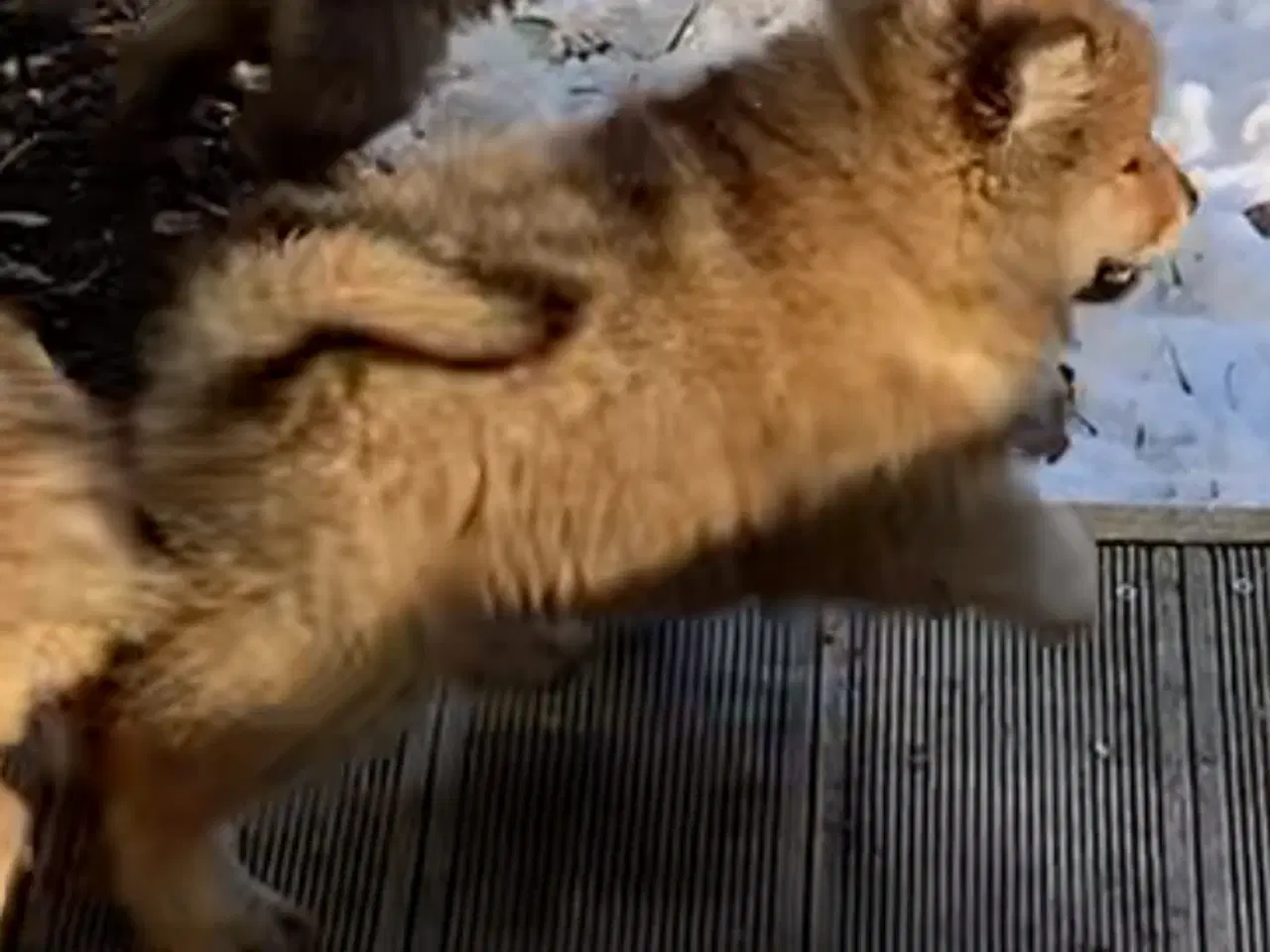 Billede 7 - Chow Chow blandinger