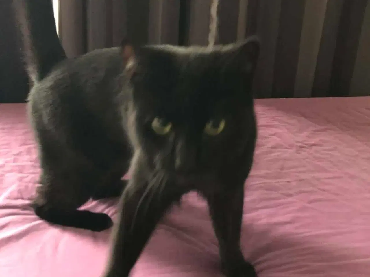 Billede 1 - Super sød kat