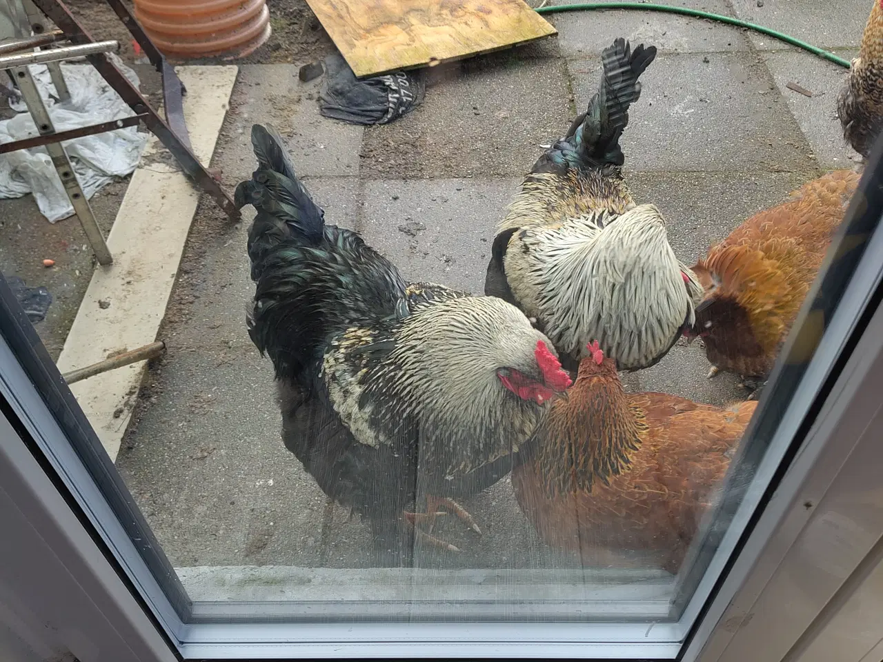 Billede 1 - Brama haner