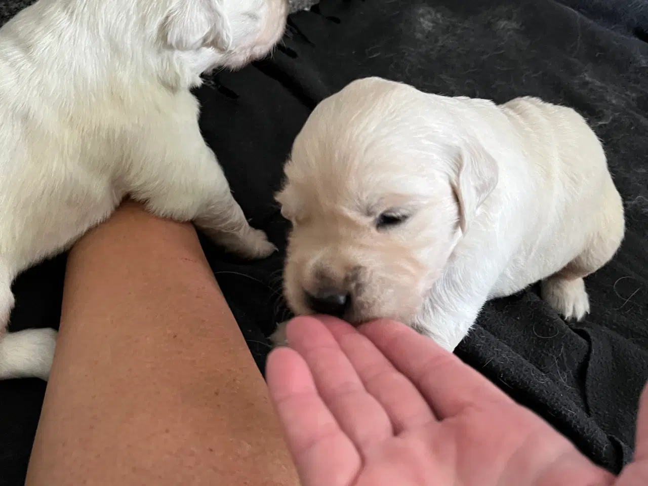 Billede 4 - Golden Retriever 
