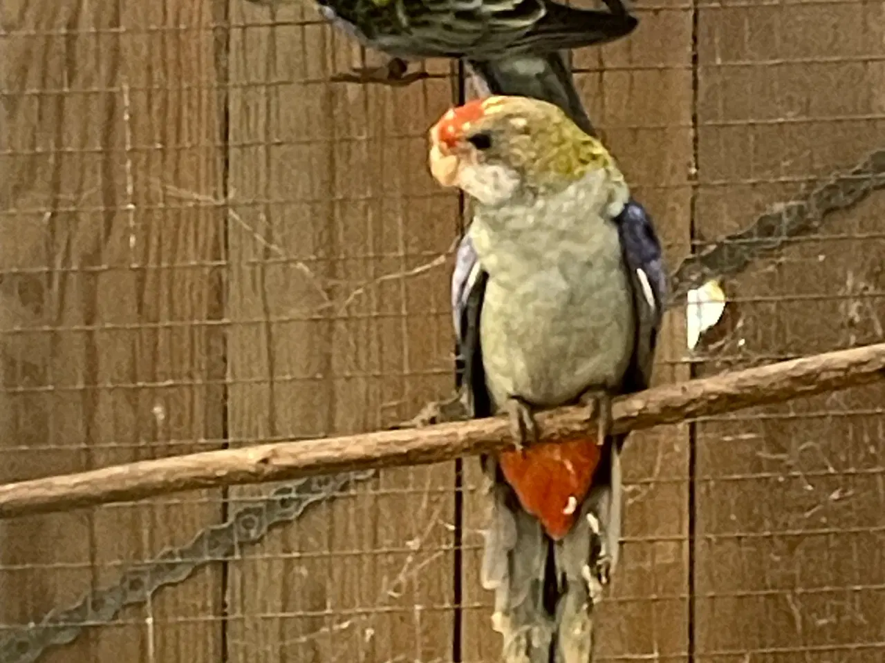 Billede 2 - Blå rosella