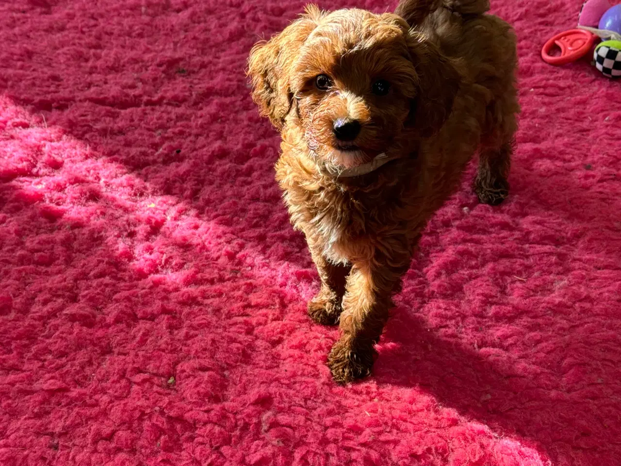 Billede 7 - Maltipoo  få rejseklar 