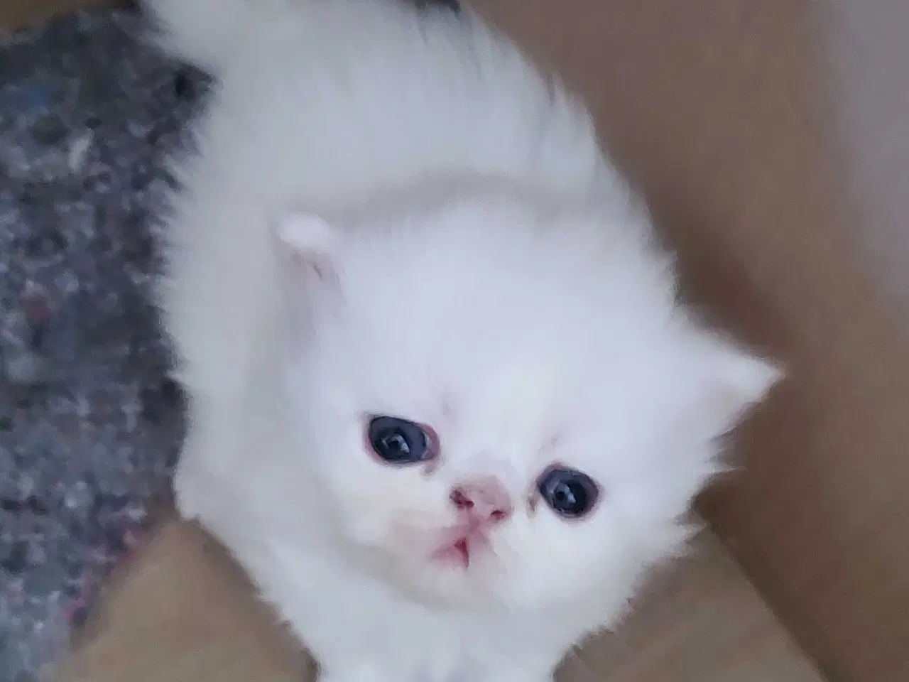 Billede 16 - Perser killinger 