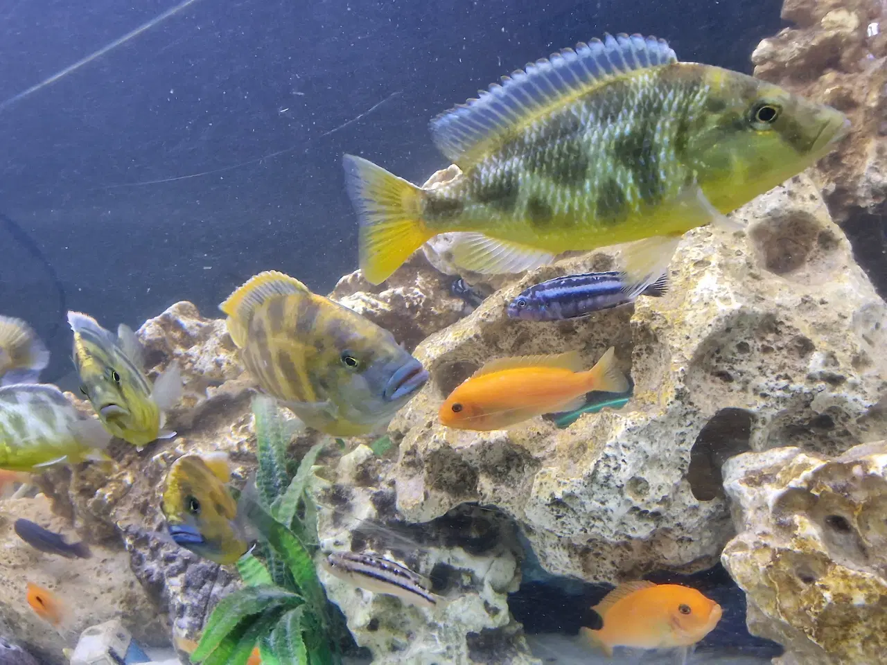 Billede 5 - Nimbochromis venustus