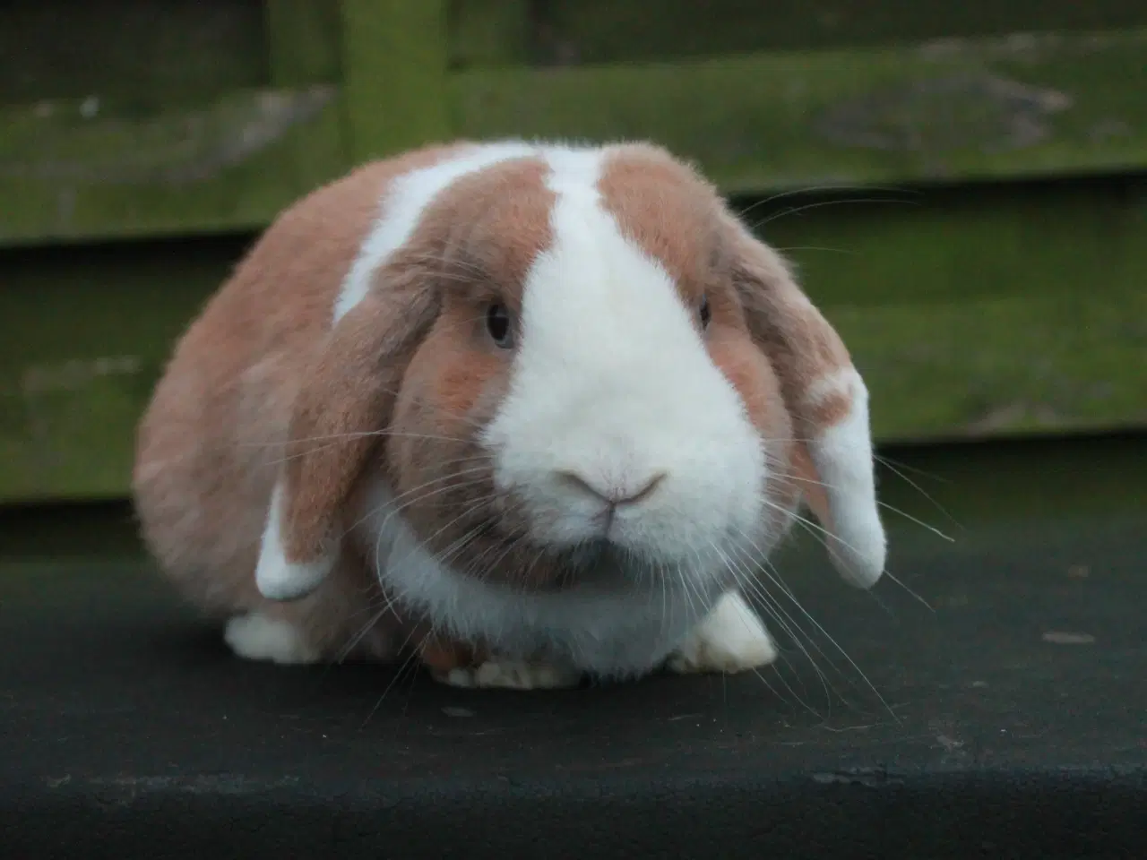 Billede 1 - Dværgvædder/Mini lop Hankanin