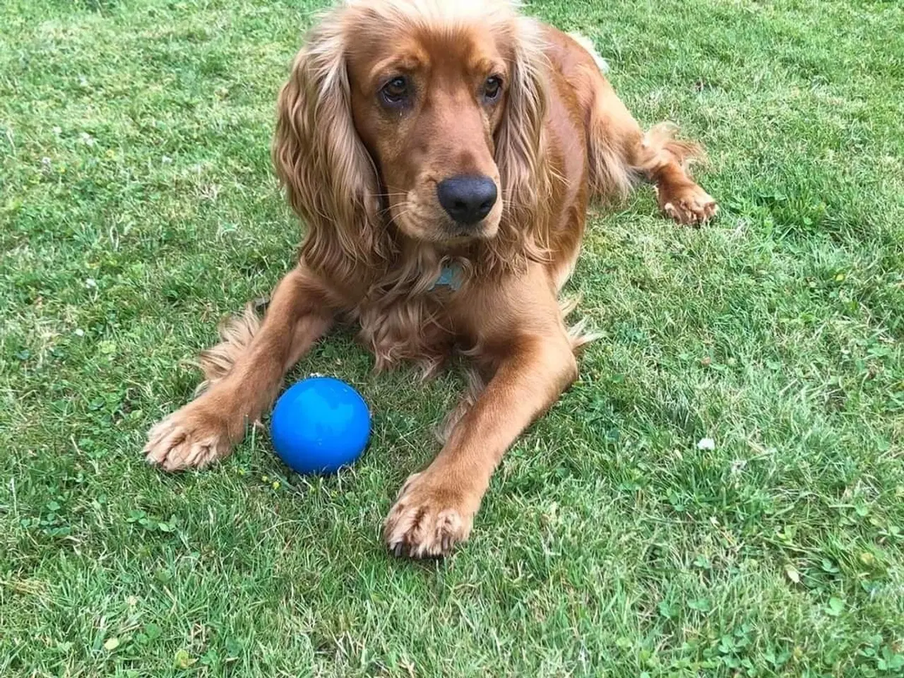 Billede 6 - Cockerspaniel hvalpe