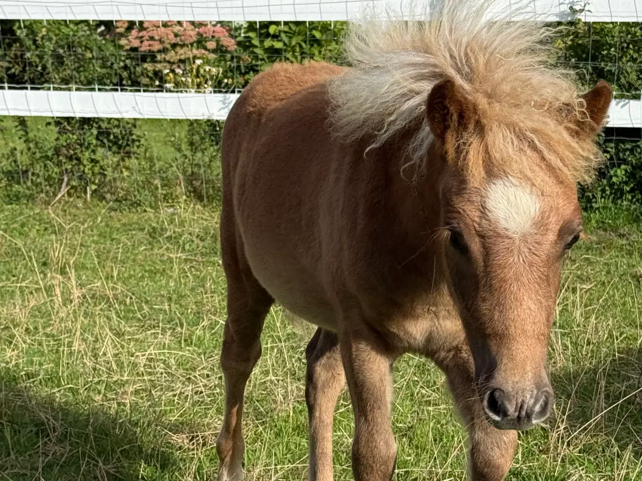 Billede 15 - Skøn mini pony 