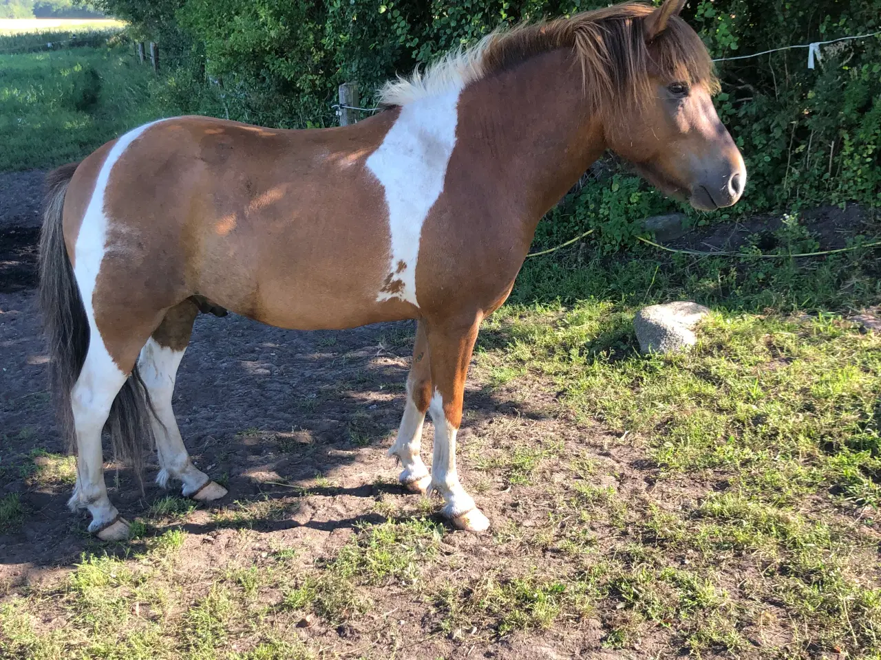 Billede 2 - 4 års vallak