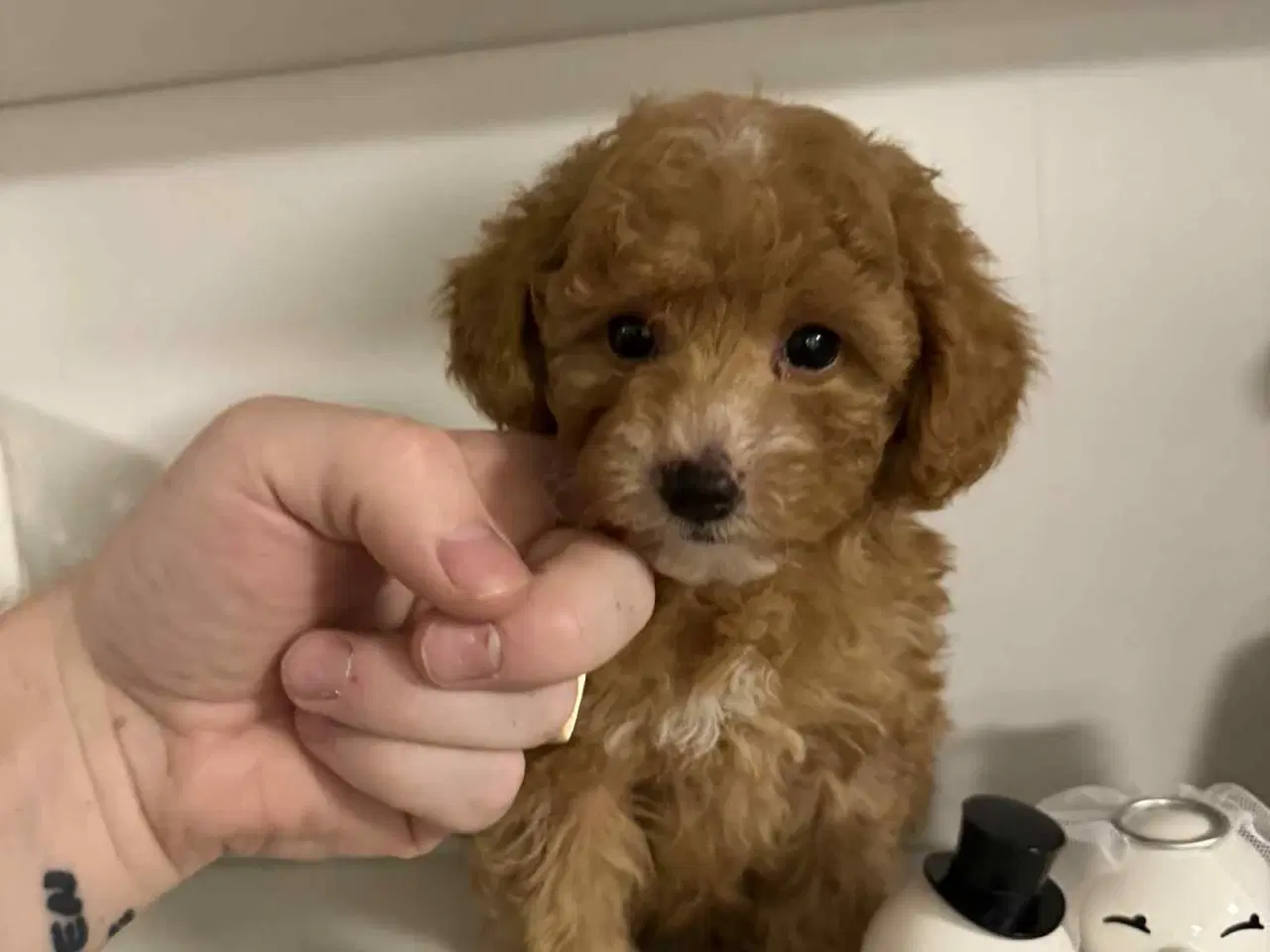 Billede 3 - 🐾maltipoo miniature 🩷💙🐾