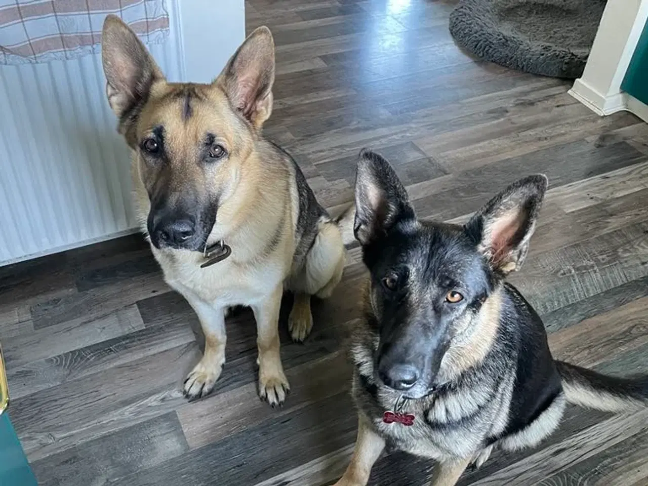 Billede 10 - Skønne schæferhundehvalpe