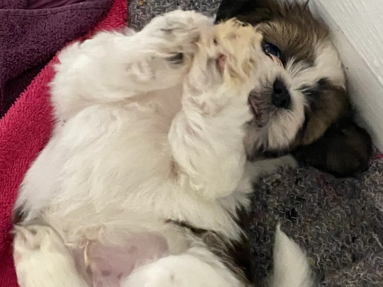 Billede 2 - Lhasa apso hvalpe 