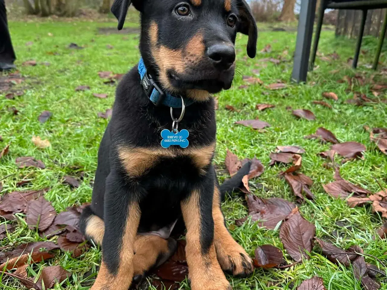 Billede 6 - Rottwailer/schæfer 