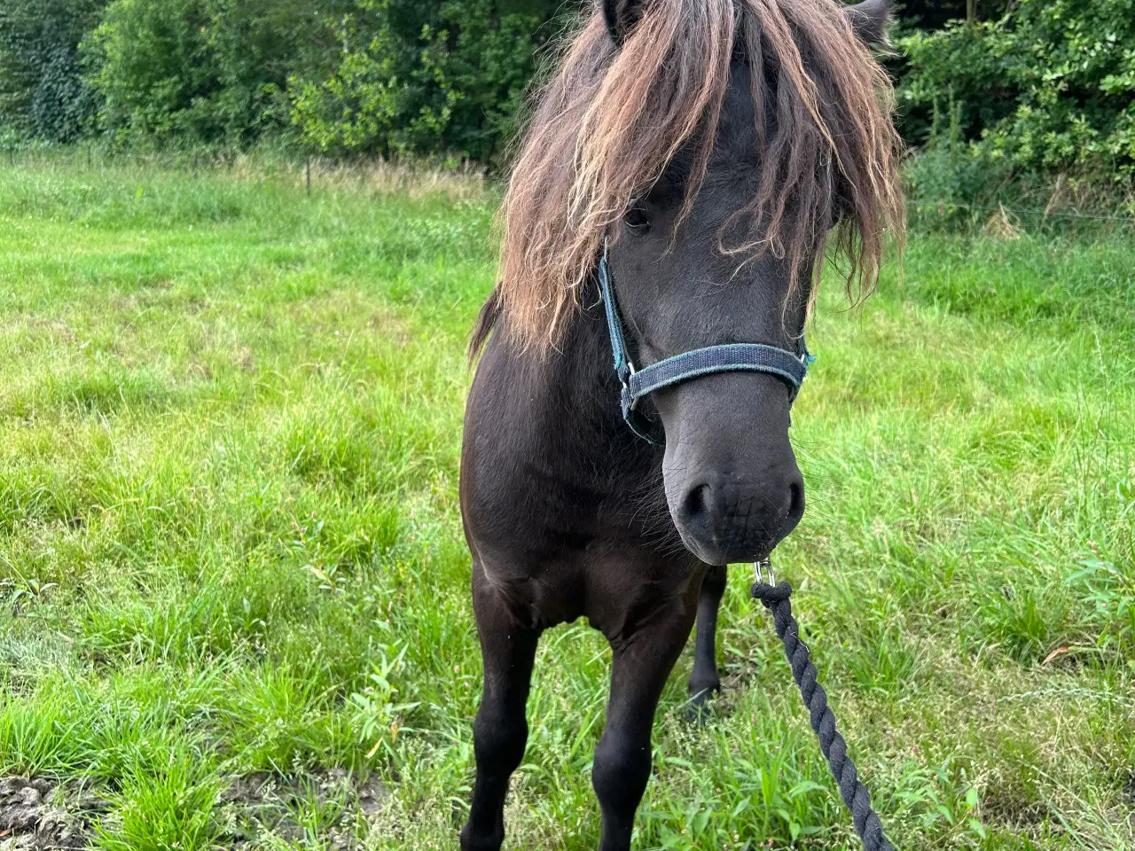 Billede 3 - Sort shetlænder hingst