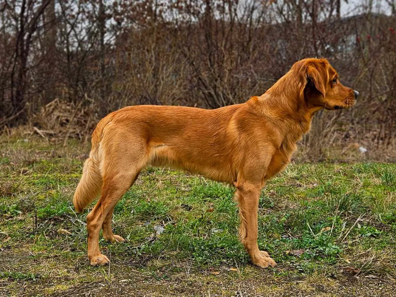 Billede 4 - Golden Retriever tilbydes til avl