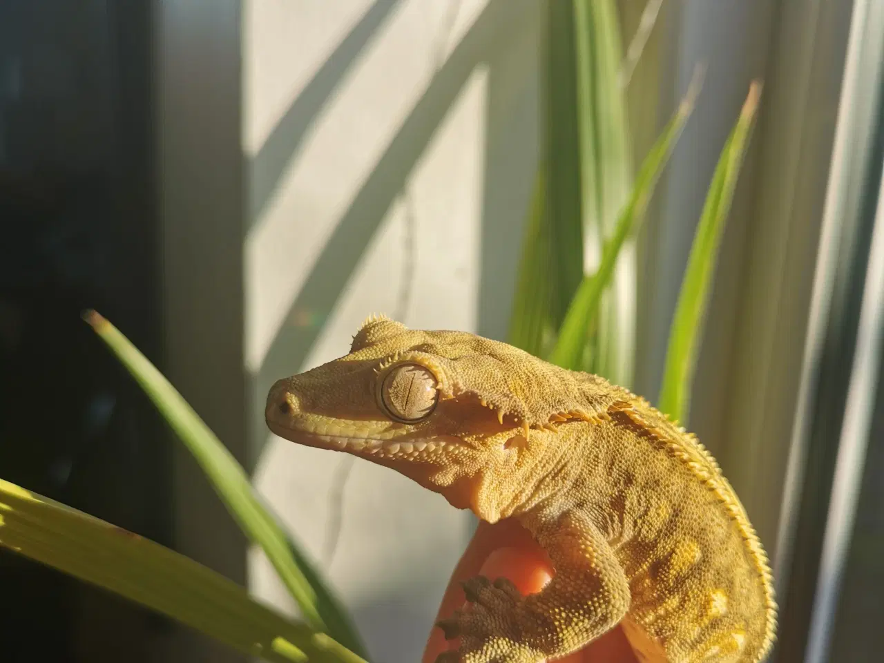 Billede 1 - Kronegekko m. terrarie