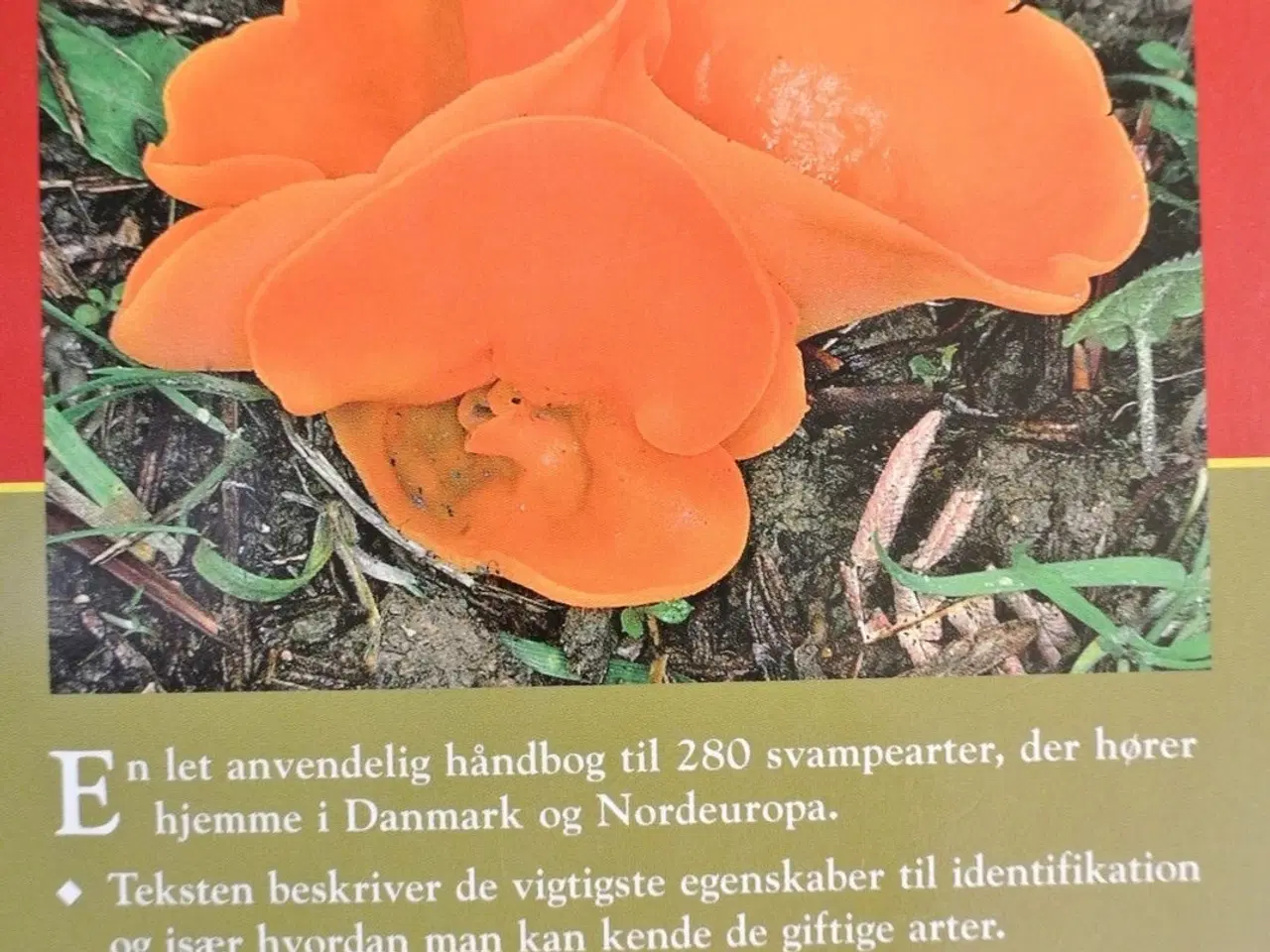 Billede 3 - en naturhåndbog til svampe i danmark og nordeuropa