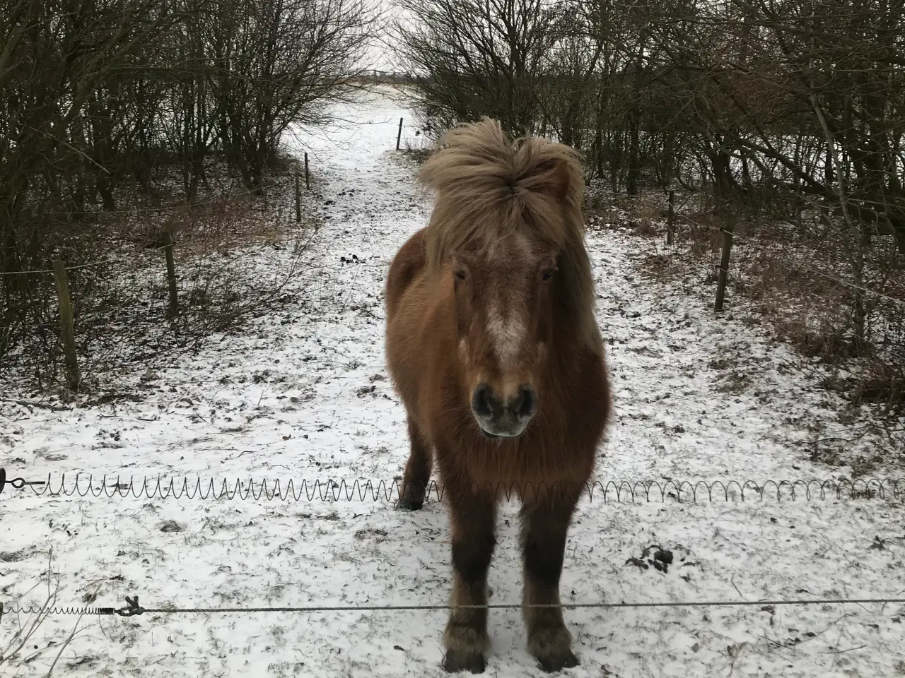 Billede 3 - 2 islandske heste og div. tilbehør