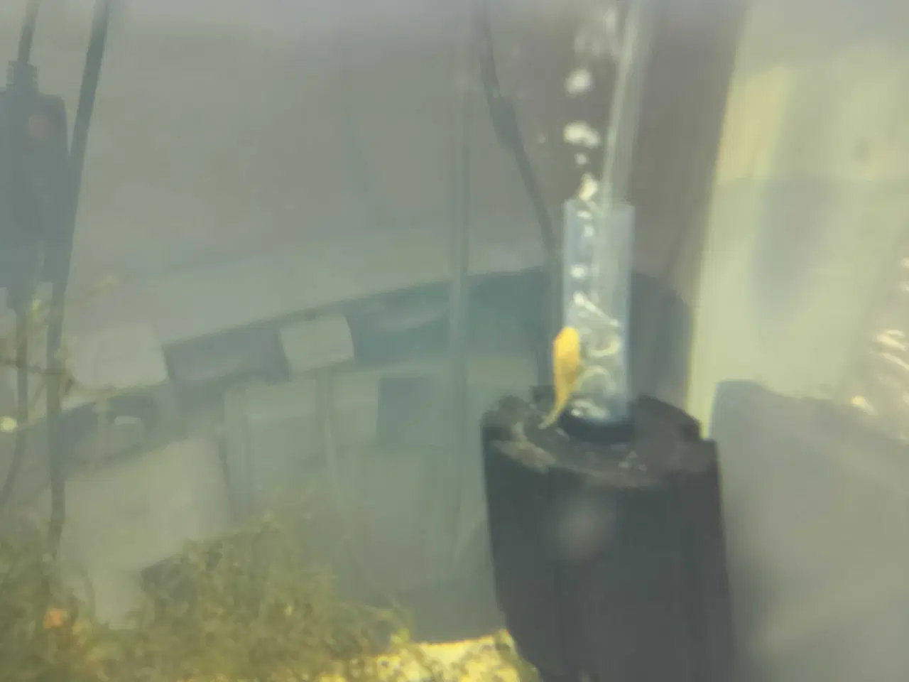 Billede 4 - Ancistrus Albino Sugemaller 3-4 cm