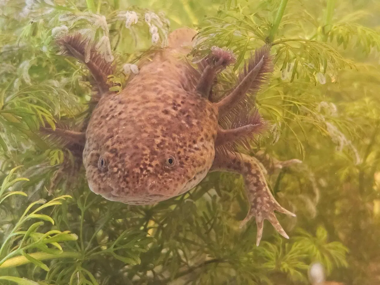 Billede 5 - Axolotl Avlsstamme 