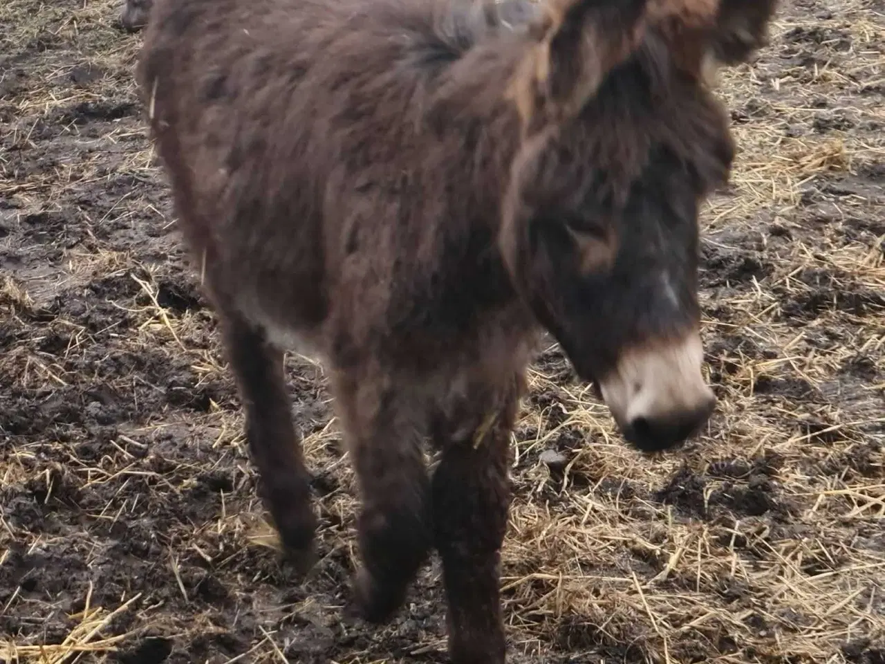 Billede 2 - Æsel føl hingsteføl