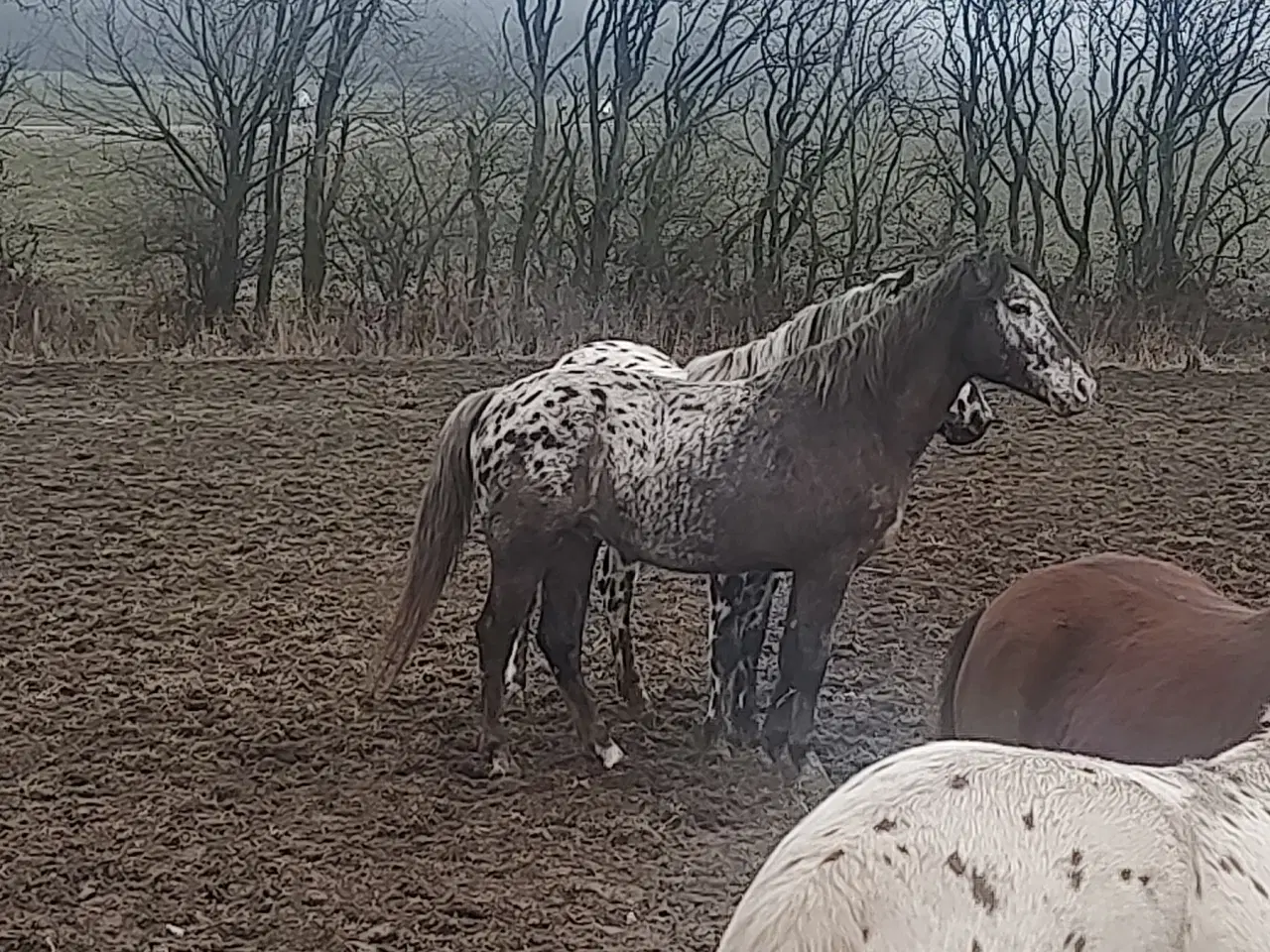 Billede 5 - Knabstrupper