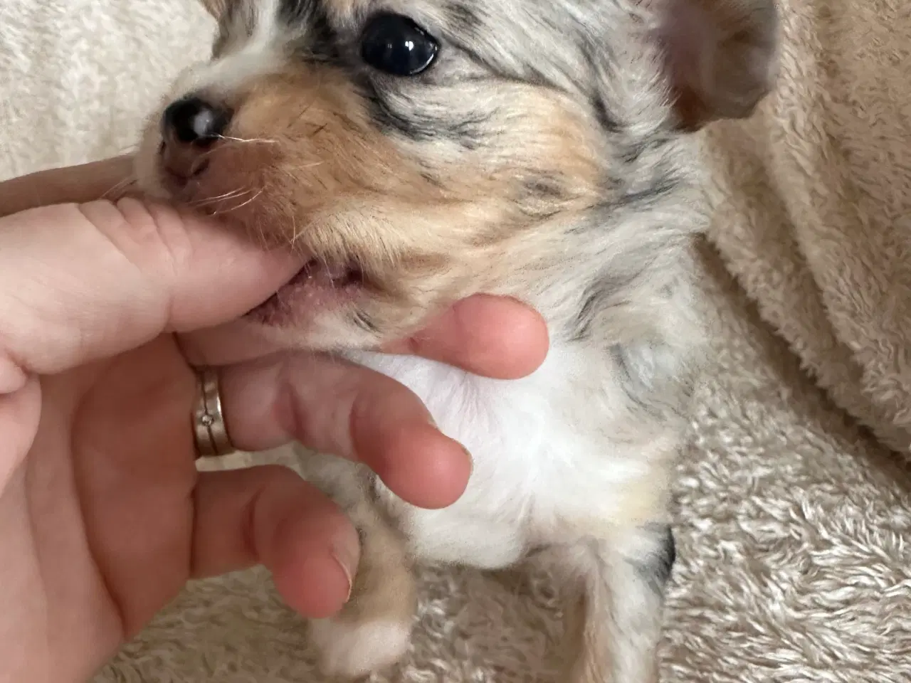 Billede 3 - Chihuahua